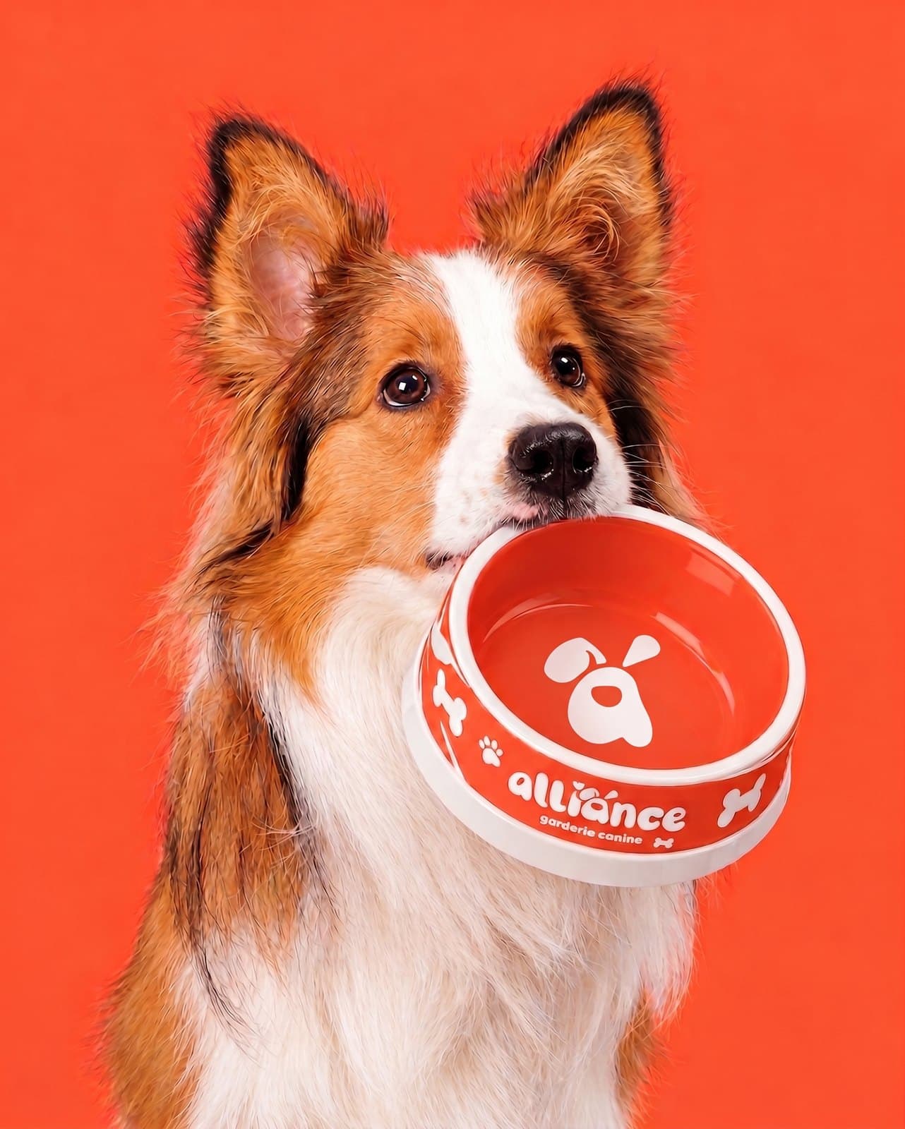 Un chien tient dans sa gueule un bol corail d'Alliance, le symbole au fond et le logo sur le côté.